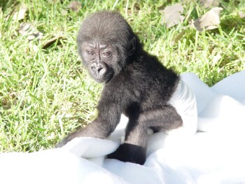 Bangori Baby Western Lowland Gorilla - Bangori gets a bath